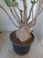 Planta ARABICUM 142 – 40cm – 04 anos - Imagem 7