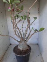 Planta ARABICUM 142 – 40cm – 04 anos - Imagem 9