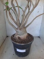 Planta ARABICUM 142 – 40cm – 04 anos - Imagem 8