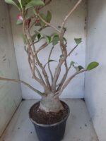 Planta ARABICUM 142 – 40cm – 04 anos - Imagem 6