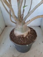 Planta ARABICUM 142 – 40cm – 04 anos - Imagem 4