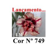 ENXERTO COR LM 749