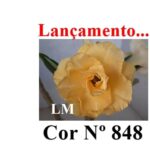 ENXERTO COR LM 848