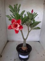 ENXERTO 11416 – 30cm (cor LM 656) - Imagem 2