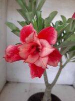 ENXERTO 11416 – 30cm (cor LM 656)