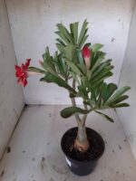 ENXERTO 11416 – 30cm (cor LM 656) - Imagem 6