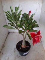 ENXERTO 11416 – 30cm (cor LM 656) - Imagem 4