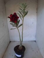 ENXERTO 11420 – 30cm (cor LM 488) - Imagem 2