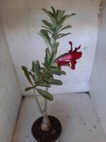 ENXERTO 11420 – 30cm (cor LM 488) - Imagem 5