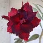 ENXERTO 11420 – 30cm (cor LM 488)