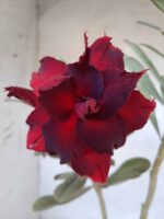 ENXERTO 11420 – 30cm (cor LM 488)