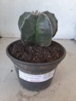 ASTROPHYTUM MYRIOSTIGMA  Nº 394 – vaso 15 - Imagem 2