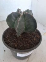 ASTROPHYTUM MYRIOSTIGMA  Nº 394 – vaso 15 - Imagem 9