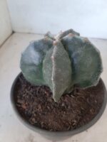 ASTROPHYTUM MYRIOSTIGMA  Nº 394 – vaso 15 - Imagem 7