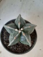 ASTROPHYTUM MYRIOSTIGMA  Nº 394 – vaso 15 - Imagem 3