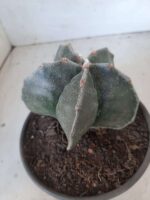 ASTROPHYTUM MYRIOSTIGMA  Nº 394 – vaso 15 - Imagem 5