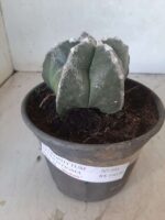ASTROPHYTUM MYRIOSTIGMA  Nº 395 – vaso 15 - Imagem 2