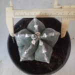 ASTROPHYTUM MYRIOSTIGMA  Nº 395 – vaso 15