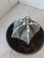 ASTROPHYTUM MYRIOSTIGMA  Nº 395 – vaso 15 - Imagem 10