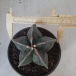 ASTROPHYTUM MYRIOSTIGMA  Nº 394 – vaso 15