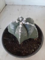 ASTROPHYTUM MYRIOSTIGMA  Nº 395 – vaso 15 - Imagem 8