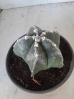 ASTROPHYTUM MYRIOSTIGMA  Nº 395 – vaso 15 - Imagem 7