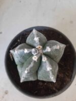 ASTROPHYTUM MYRIOSTIGMA  Nº 395 – vaso 15 - Imagem 3