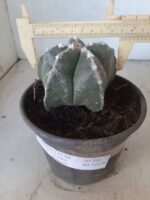 ASTROPHYTUM MYRIOSTIGMA  Nº 395 – vaso 15 - Imagem 4