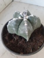 ASTROPHYTUM MYRIOSTIGMA  Nº 395 – vaso 15 - Imagem 6