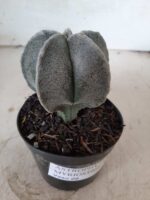 ASTROPHYTUM MYRIOSTIGMA  Nº 403 – vaso 09 - Imagem 9