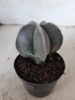 ASTROPHYTUM MYRIOSTIGMA  Nº 403 – vaso 09 - Imagem 2