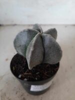 ASTROPHYTUM MYRIOSTIGMA  Nº 403 – vaso 09 - Imagem 6
