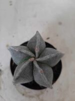 ASTROPHYTUM MYRIOSTIGMA  Nº 403 – vaso 09 - Imagem 3