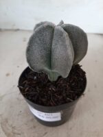 ASTROPHYTUM MYRIOSTIGMA  Nº 403 – vaso 09 - Imagem 5