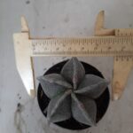 ASTROPHYTUM MYRIOSTIGMA  Nº 403 – vaso 09