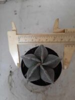 ASTROPHYTUM MYRIOSTIGMA  Nº 403 – vaso 09