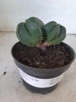 ASTROPHYTUM MYRIOSTIGMA BICÉFALO "Nudum" Nº 222 – vaso 11 - Imagem 2