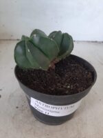 ASTROPHYTUM MYRIOSTIGMA BICÉFALO "Nudum" Nº 222 – vaso 11 - Imagem 9