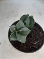 ASTROPHYTUM MYRIOSTIGMA BICÉFALO "Nudum" Nº 222 – vaso 11 - Imagem 8