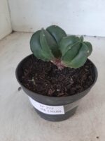 ASTROPHYTUM MYRIOSTIGMA BICÉFALO "Nudum" Nº 222 – vaso 11 - Imagem 7