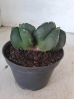 ASTROPHYTUM MYRIOSTIGMA BICÉFALO "Nudum" Nº 222 – vaso 11 - Imagem 6