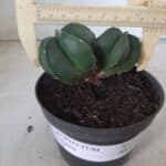 ASTROPHYTUM MYRIOSTIGMA BICÉFALO "Nudum" Nº 222 – vaso 11