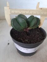 ASTROPHYTUM MYRIOSTIGMA BICÉFALO "Nudum" Nº 222 – vaso 11