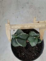 ASTROPHYTUM MYRIOSTIGMA BICÉFALO "Nudum" Nº 222 – vaso 11 - Imagem 5