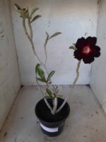 Planta Simples 2116 – 30cm – 01 ano - Imagem 2