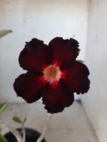 Planta Simples 2116 – 30cm – 01 ano