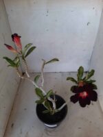 Planta Simples 2116 – 30cm – 01 ano - Imagem 4