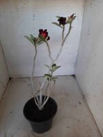 Planta Simples 2116 – 30cm – 01 ano - Imagem 7