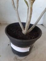 Planta Simples 2116 – 30cm – 01 ano - Imagem 5