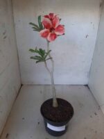 Planta Simples 2121 – 30cm – 01 ano - Imagem 2